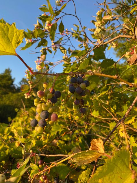 Berry Picking, Green Plants, Vines, Grapes, Fruit, Green, Plants