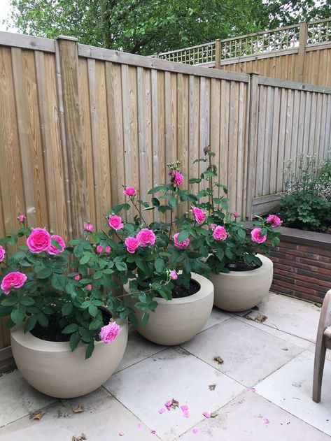 Rose Plant In Pot, Rose Bush Planter Ideas, Rose Bush In Front Of House, Roses In Pots Ideas Patio, Urbis Planters, Rose Planter Ideas, Roses In Pots Ideas, Potted Roses Patio, Roses In Planters