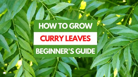 Unleash the zest of Murraya koenigii, more commonly known as curry leaves, right in your own garden. This herb, bursting with flavor, is surprisingly simple to cultivate at home. Journey through this insightful guide to gain wisdom about growing curry leaves, while navigating away from common pitfalls. Quick Reference Guide for Growing Curry Leaves Best Time to Plant Spring Soil PH 6.0 to 7.0 Water Needs Soil should be damp, but not soggy or bone dry Sunlight Requirements Full sun to partial ... Bee Friendly, Soil Ph, Harvest Time, Curry Leaves, Organic Matter, Small Trees, Beginners Guide, How To Grow, Container Gardening