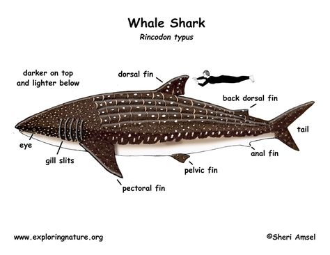 Whale Shark Anatomy, Shark Diagram, Whale Shark Facts, Biology Journal, Biology Notebook, Shark Habitat, Dogfish Shark, Oceanography Marine Biology, Whale Facts