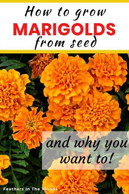 Southern Vegetable Garden, Planting Flowers From Seeds, Marigolds In Garden, Growing Marigolds, Planting Marigolds, Food Growing, Flower Tips, Sunny Flowers, Flowers To Plant