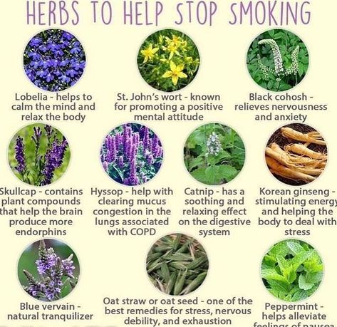 🌿Herbing Legends🌿 on Instagram: “Looking to quit smoking cigarettes? Here is a natural alternative! Healthy and natural and has some lovely benefits. Come and learn…” Medical Herbs, Magic Herbs, Magical Herbs, Herbal Healing, Herbal Magic, Herbs For Health, Herbal Blends, Healing Herbs, Medicinal Herbs