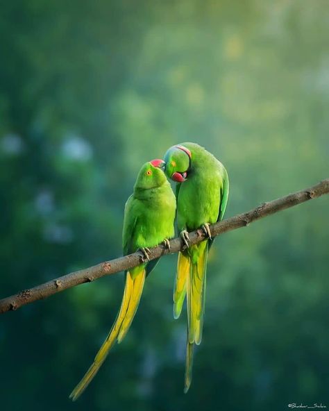 Meldi Ma Hd Photo, Bird Gif, Lakshmi Images, Flowers Photography Wallpaper, Most Beautiful Birds, Parakeets, Flower Art Images, Animated Love Images, Airbrush Art