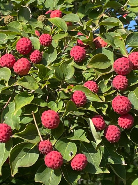 Berry Identification, Goji Berries Plant, Edible Berries Wild, Soap Berry Tree, Kousa Dogwood, Red Berries In Snow, Dogwood Trees, In The Flesh, Fantasy Landscape