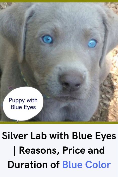 Silver Lab with Blue Eyes got high popularity in the United States. Previously there were three main colors including yellow, chocolate, and............ #silverlabradorpup #silverlabpup #silverlabofinstagram #silverlabbi Silver Labs Puppies, Silver Jewelry With Lab-created Sapphire For Gift, Silver Labs Dogs, Silver Labrador Puppies, Grey Labrador, Charcoal Lab, Charcoal Lab Puppies, Silver Lab Puppies, Silver Labrador Retriever