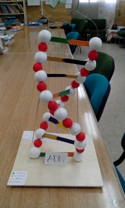 ADN WC Dna Model Project, Dna Project, Potted Olive Tree, Biology Projects, Christmas Decorations Centerpiece, House Wall Design, Christmas Smell, Packing Hacks Clothes, Creative Money Gifts