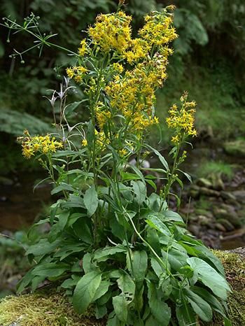 Goldenrod - The Lost Herbs Goldenrod Essential Oil, Plants Study, Goldenrod Flower, Herbal Remedies Recipes, Plant Study, Herbal Salves, Golden Rod, Infused Oils, Herbaceous Perennials