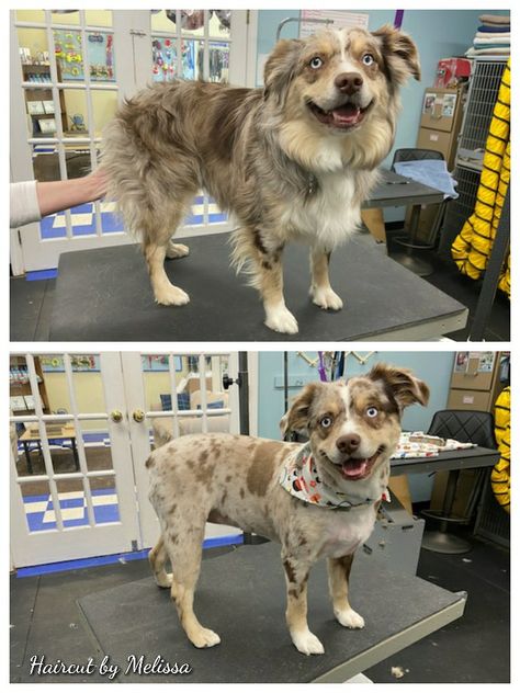 Aussie Haircut, Australian Shepherd Haircut, Animal Grooming, Puppy Ideas, Dog Grooming Shop, Aussie Shepherd, Summer Cut, Grooming Shop, Mini Aussie