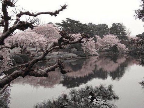 Shinjuku Gyoen, Sakura Tree, Pretty Landscapes, Japan Aesthetic, 수채화 그림, Art Japonais, Japanese Aesthetic, Pics Art, Nature Aesthetic