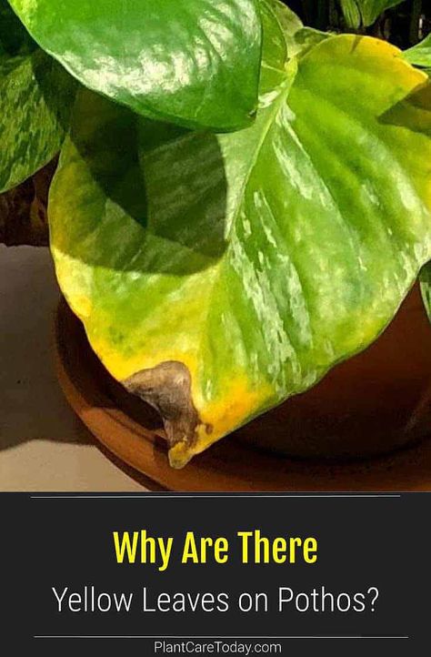 Why are my Pothos leaves turning yellow? What causes these yellow leaves. How to control yellow leaves on Pothos and more in this guide Why Is My Pothos Turning Yellow, Yellow Leaves On Pothos, Pothos Turning Yellow, Pothos Leaves Turning Yellow, Yellow Leaves On Plants, Golden Pothos Care, Pathos Plant, Pothos In Water, Plant Leaves Turning Brown