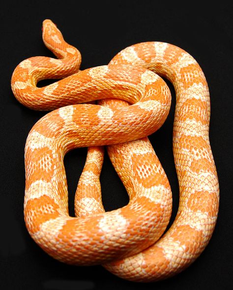 Orange Snake Colubrid Snakes, Orange Snake, Pretty Snakes, Orange Dream, Corn Snake, Pet Snake, Orange Aesthetic, Orange Crush, Reptiles And Amphibians