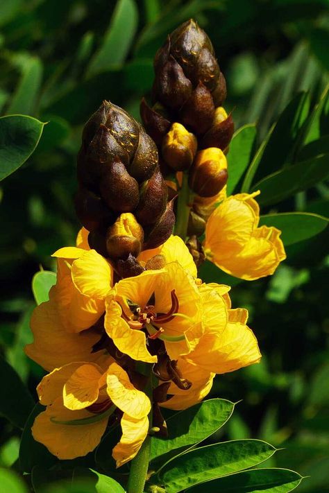 Popcorn Plant, Buttered Popcorn, Butter Popcorn, Plant Species, Drought Tolerant, Live Plants, Bright Yellow, Fruits And Vegetables, Popcorn