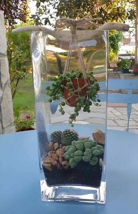 Succulent Garden Design, نباتات منزلية, Succulent Garden Diy, Inside Plants, Succulent Gardening, Garden Terrarium, Plant Decor Indoor, Terrarium Plants, Terraria