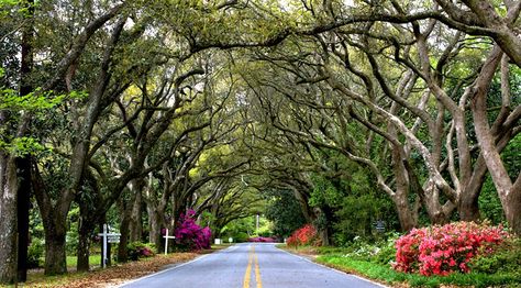 Oak street. Magnolia Springs, Alabama Alabama Travel, Gulf Shores Alabama, Beautiful Town, Gulf Shores, On The Road Again, Bed And Breakfast, Small Towns, Places To See, Alabama