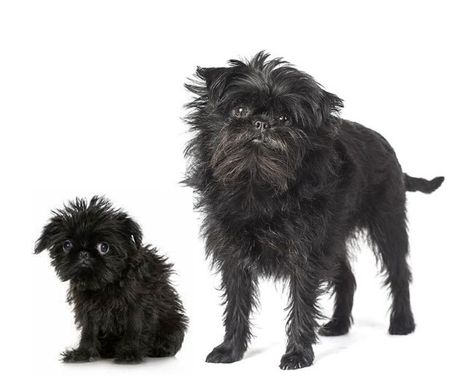 Affenpinscher: Dog Breed Information - PetTime Affenpinscher Dog, German Dog Breeds, Chinese Dog, Allergic To Dogs, Toy Dog Breeds, Dog Breeds List, Kerry Blue Terrier, Toy Fox Terriers, Hypoallergenic Dogs