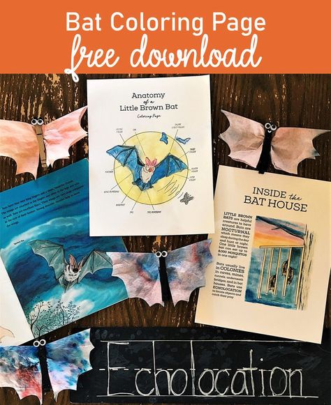 Just in time for Halloween, teach your kids about bats with this free nature study download. #homeschool #printables #coloringpage Bats Unit Study, Household Manager, Halloween Unit Study, Little Brown Bat, Nature Based Preschool, Bats Unit, Bat Printable, Nature Preschool, Bat Coloring Pages