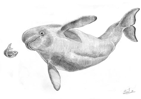 a AMAZING picture of a AMAZING whale(cause whales are awesome)for Addy Beluga Drawing, Beluga Whale Drawing, Beluga Whale Tattoo, Ocean Mammals, Hippie Drawing, Canadian Tattoo, Whale Pictures, Beluga Whales, Whale Drawing