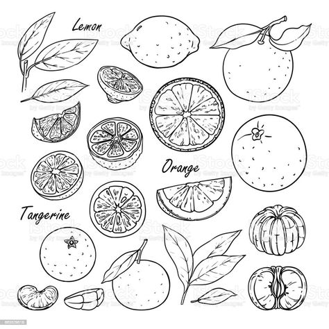 Mandarin Drawing, Mandarin Tattoo, Fruit Tattoo, Muster Tattoos, Citrus Fruits, Dainty Tattoos, Desenho Tattoo, Piercing Tattoo, Mini Tattoos