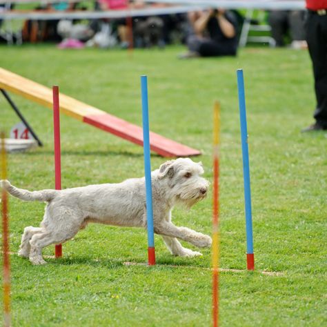 🏅Does your dog have any special talents to show? 🏅 In honour of the Olympics kicking off tomorrow, we'd love to see what your talented dog can do! 🐶 Tag or Share a video with us showcasing their talent, and the winner gets a PRIZE! 🏆 Competition closes on Saturday 3rd August, with the winner being chosen on Monday 5th August! GOOD LUCK! 🤞 * * * * #competition #theolympics #olympics2024 #theolympics2024 #olympicgames #olympicgames2024 #dogs #talenteddogs #dogfriendlytravel #ukstaycation #... Dog Friendly Hotels, Uk Travel, Olympic Games, Insta Travel, Dog Friends, Beautiful Destinations, Canning, Dogs