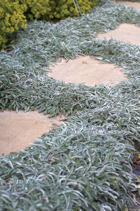 Drought Tolerant Grass, Grass Alternative, Silver Carpet, California Backyard, Lawn Alternatives, Drought Tolerant Landscape, Garden Shrubs, Patio Plants, Landscaping Supplies