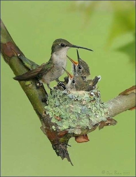 The little hummingbird brings joy to this world Diy Hummingbird Feeder, Hummingbird Nests, Hummingbird Nest, Hummingbird Nectar, Hummingbird Pictures, Homemade Bird Feeders, Ruby Throated Hummingbird, Hummingbird Garden, How To Attract Birds