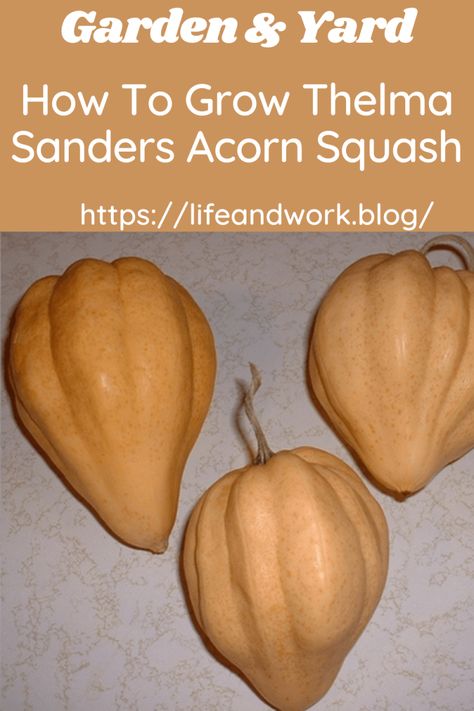 How To Grow Thelma Sanders Acorn Squash Squash Garden, Plants To Attract Hummingbirds, Squash Bugs, Squash Plant, Varieties Of Tomatoes, Cucumber Beetles, Squash Seeds, Soaker Hose, Organic Pesticide