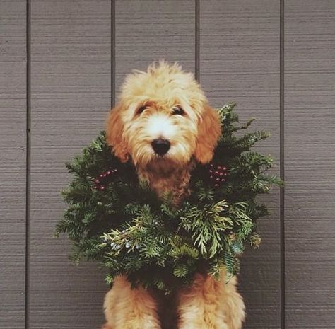 Somebody's feeling festive! Goldendoodle Mini, Calendar Ideas, Better Sweater, Blue Heeler, Noel Christmas, Labradoodle, Goldendoodle, Australian Shepherd, Shiba Inu