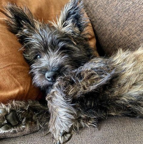 Brindle Cairn Terrier, Cairn Terrier Puppies, Cairn Terriers, Terrier Puppies, Cairn Terrier, Silly Dogs, Puppy Pictures, Cairns, Terrier Dogs