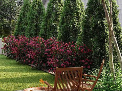 Buy Trees Online - FastGrowingTrees.com Thuja Green Giant, Emerald Green Arborvitae, Hydrangea Shrub, Arborvitae Tree, Privacy Trees, Privacy Plants, Privacy Landscaping, Easy Landscaping, Fast Growing Trees