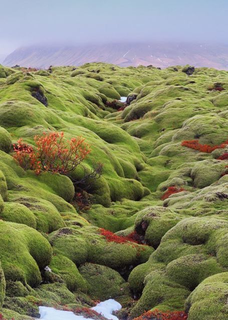 Elf Garden, Vik Iceland, Iceland Trip, Magic Places, Travel Iceland, Moss Covered, 수채화 그림, Iceland Travel, Pretty Places