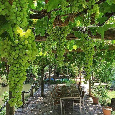 beautiful grape arbor Affordable Pergola Ideas, Lemon Pergola, Grape Arbor, Desain Pantry, Bamboo Trellis, Brand Event, Hanging Vines, Edible Landscaping, Home Vegetable Garden