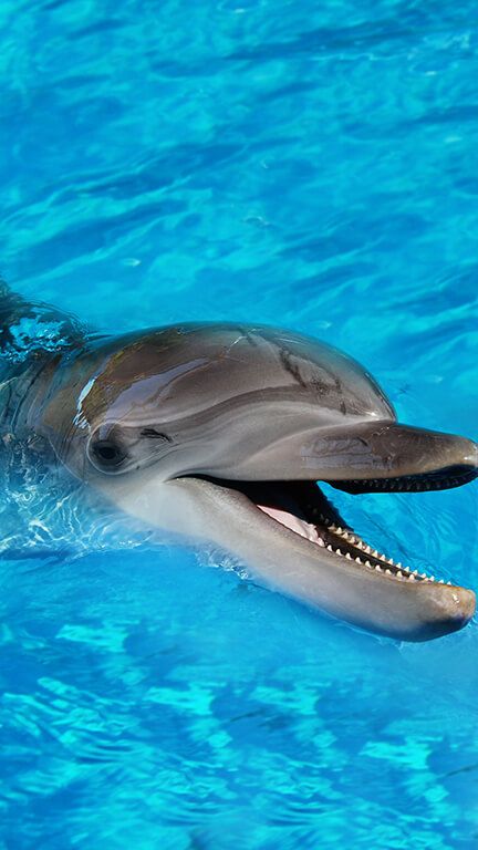 Dolphins Aesthetic, Dolphin Aesthetic, Dolphin Hd, Beautiful Dolphins, Samsung Aesthetic, Pixel Wallpaper, Baby Dolphin, Dolphin Photos, Aesthetic Animals