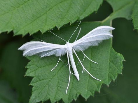 Ghost Moth, Strange Insects, Plume Moth, Cool Insects, Moth Caterpillar, Albino Animals, Cool Bugs, A Bug's Life, Beautiful Bugs