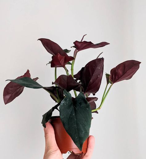 @baker.y_botan.y shared a photo on Instagram: “Dark leaves paired with burgundy undersides make this Syngonium erythrophyllum 'Llano-Carti road' so beautiful 😍 . . . #syngonium…” • Nov 18, 2019 at 9:03pm UTC Syngonium Erythrophyllum, Dark Leaves, Dream Plants, Plant Wishlist, Urban Jungle, Green Thumb, Botany, So Beautiful, Planting