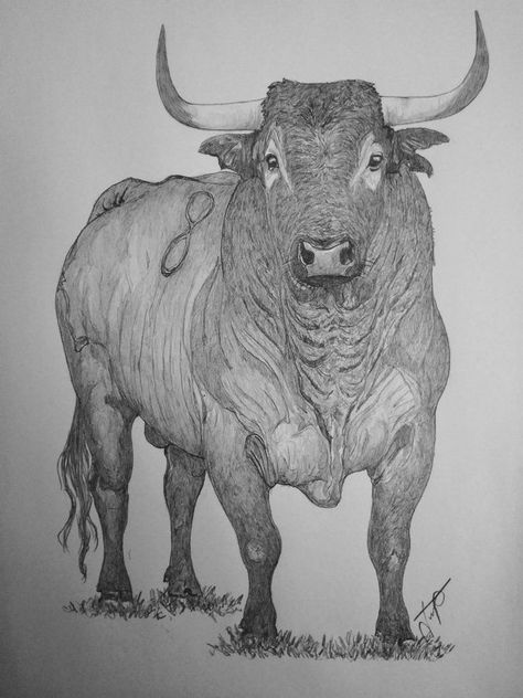 Bull Art Drawing, Bull Sketch, Bull Drawing, Realistic Animal Drawings, Cowboy Artists, Bull Painting, Cow Drawing, 8th Grade Art, Bull Art