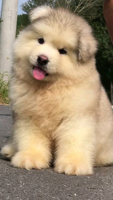 dogs.loverss0 on Instagram: I'm so beautiful 🐶🥰 . . Follow us ➡️ @dogs.loverss0 . . 🎥 Crédit : @unknown (For crediting issues or removal please DM) . . . #dog… Huge Fluffy Dogs, Cute Fluffy Dogs, Cute Small Dogs, Dog Spaces, Super Cute Puppies, Cute Animals Puppies, Very Cute Dogs, Dog Photograph, Cute Dog Pictures