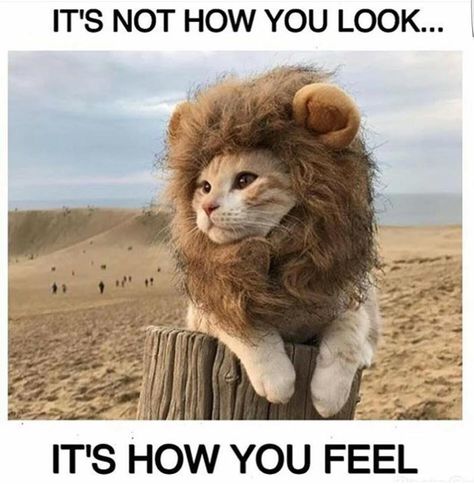 a little cat meme to start off your Monday morning Cat Lion Costume, Funny Lion, Lion Cat, Lion Costume, Fancy Dog, Pet Halloween Costumes, Cute Lion, Lion Mane, Dog Hat