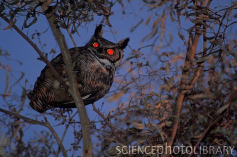 Scary Owl, Owl Sounds, Owl Outline, Owl Silhouette, Night Owls, Wild Animals Pictures, Nocturnal Animals, Great Horned Owl, Back Door