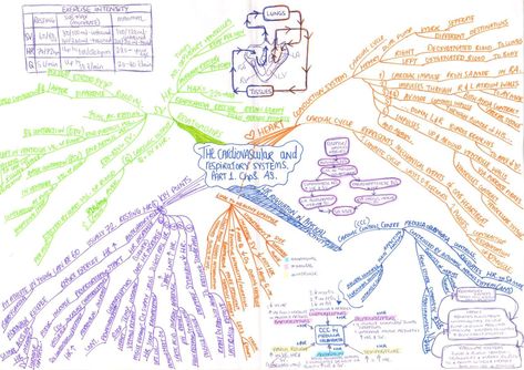 Concept Map Ideas, Mind Map Examples, Concept Maps, Map Ideas, Mind Maps, Concept Map, Circulatory System, Cardiovascular System, Respiratory System