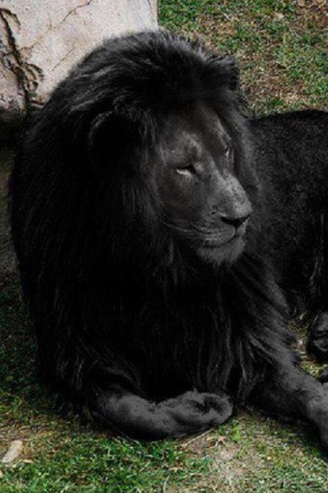 Black lion Black Lion Aesthetic, Black Lions, Baby Skunks, Wild Animals Photography, Wild Animals Photos, Wild Lion, Lion Love, Wild Animals Pictures, Black Lion