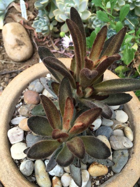 Kalanchoe tomentosa Chocolate Soldier Chocolate Soldier, Plants Names, Potted Succulents, Succulent Gardening, Outdoor Patio Decor, Cactus And Succulents, Plant Mom, House Plant, Patio Decor