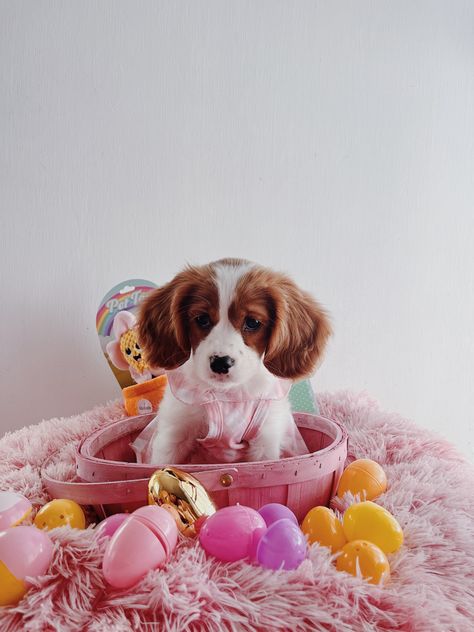 Puppy Easter Photoshoot, Spring Dog Photoshoot, Easter Dog Photoshoot, Dog Easter Pictures, Easter Dog Pictures, Easter Dog Photos, Easter Widgets, Easter Pet Photos, Puppy Picture Ideas