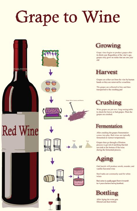 Red Wine Infographic Poster Design