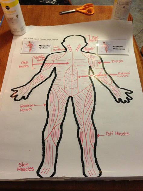 muscular system, jj Muscular System Project Ideas, Muscular System Project, Muscular System For Kids, Anatomy Projects, Dream Teacher, Anatomy Classroom, Science Discovery, Skeletal System, Muscular System