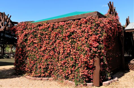 Tangerine Crossvine, Tangerine Beauty Crossvine, Central Texas Landscaping, Cross Vine, Red Yucca, Steel Trellis, Texas Gardens, Texas Landscaping, Texas Plants