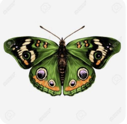 Drawing Butterfly, Green Wings, Open Wings, Color Drawing, Green Butterfly, Top View, Sketch, Green, Color