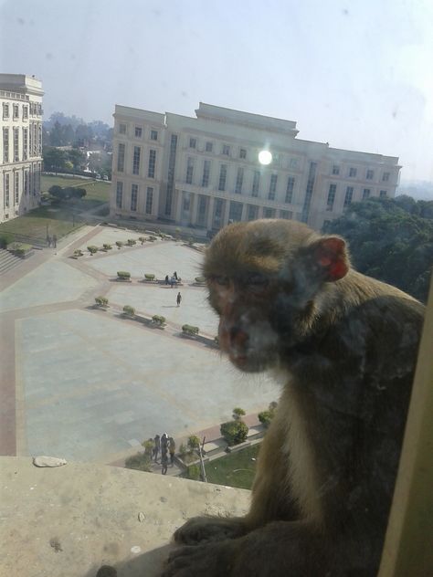 MONKEY AT AMITY UNIVERSITY LUCKNOW CAMPUS FEAR FROM A Amity University Lucknow, Snapchat Location, Amity University Noida, Amity University, Snapchat, University, Quick Saves