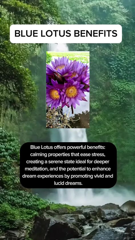 Experience the powerful benefits of the Blue Lotus Flower 🌌👽 #fyp #foryou #bluelotus #bluelotusflower #herbalism #herbalmedicine created by 4DHerbs with Red Blue Studio’s Healing Water - The Meditation Blue Lotus Flower Benefits, Plant Healing, Healing Water, Blue Lotus Flower, Healing Waters, Blue Lotus, Planting Herbs, Studio S, Herbal Medicine