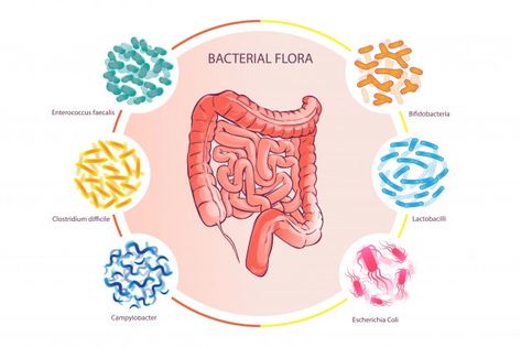 Best Probiotic, Gut Flora, Flora Intestinal, Low Fodmap Diet, Fodmap Diet, Gut Microbiome, Colon Cleanse, Graphic Editing, Book Projects