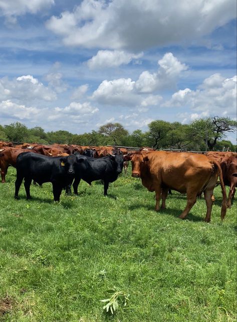 Farm South Africa, Agriculture Pictures, Cattle Farm, South African Art, Earthy Aesthetic, Hip Tattoos Women, Farm Lifestyle, Vision Board Pictures, Cattle Farming